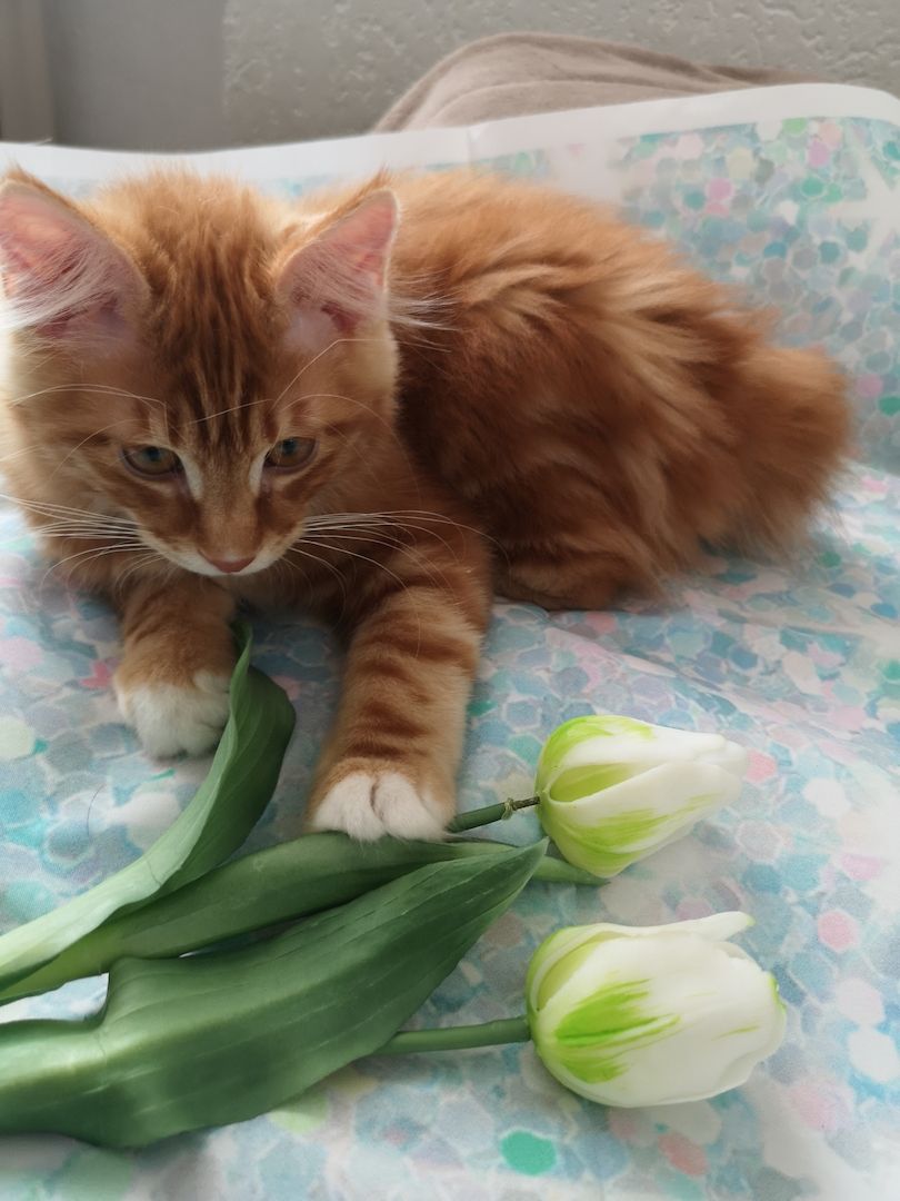 Zwei süße Brüderchen mit Stammbaum. ABGABEBEREIT.