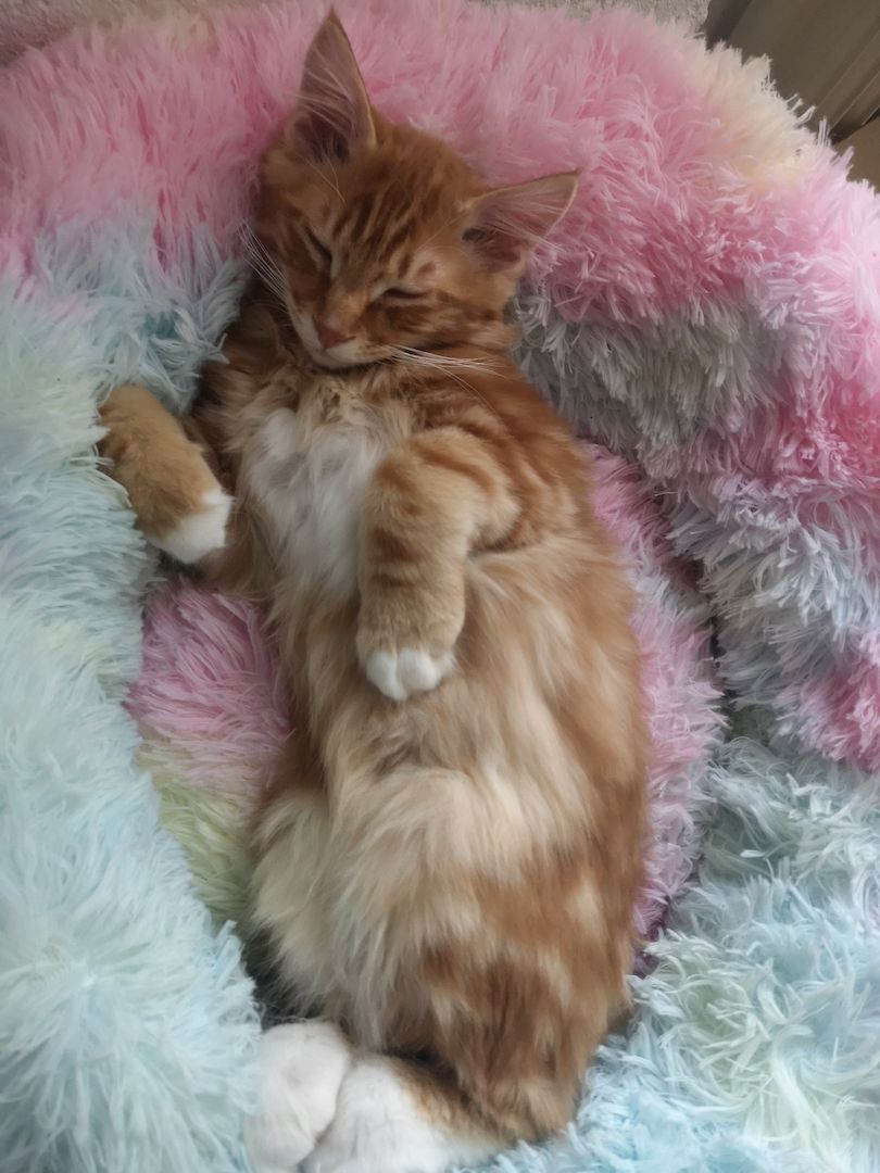 Zwei süße Brüderchen mit Stammbaum. ABGABEBEREIT.