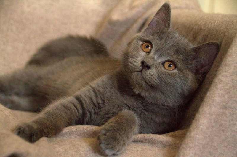 BKH Kitten reinrassig geimpft gechipt entwurmt abzugeben / Zwei Kitten vergeben / Kater noch frei