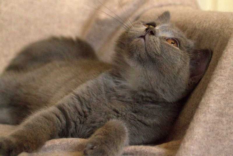 BKH Kitten reinrassig geimpft gechipt entwurmt abzugeben / Zwei Kitten vergeben / Kater noch frei