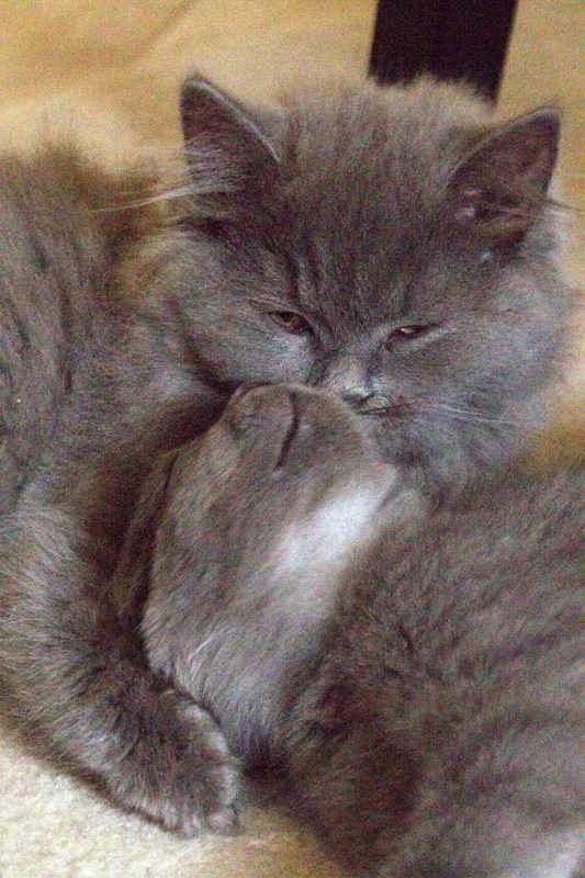 BKH Kitten reinrassig geimpft gechipt entwurmt abzugeben / Zwei Kitten vergeben / Kater noch frei