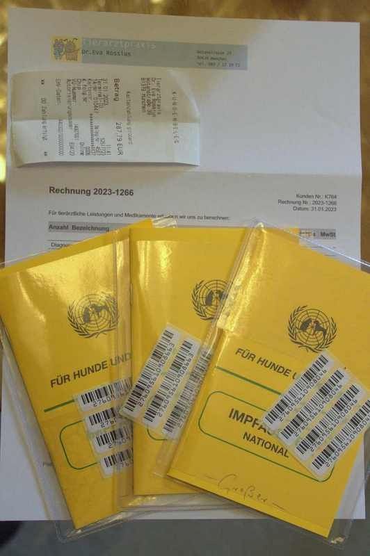 BKH Kitten reinrassig geimpft gechipt entwurmt abzugeben / Zwei Kitten vergeben / Kater noch frei