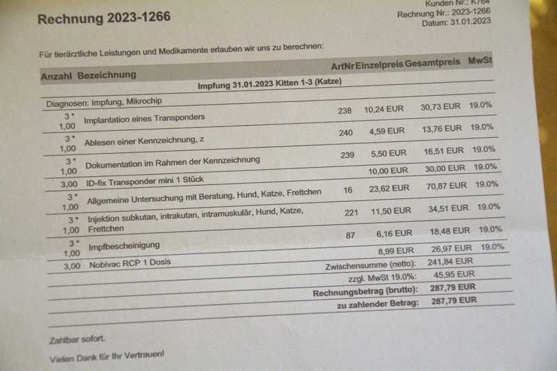 BKH Kitten reinrassig geimpft gechipt entwurmt abzugeben / Zwei Kitten vergeben / Kater noch frei