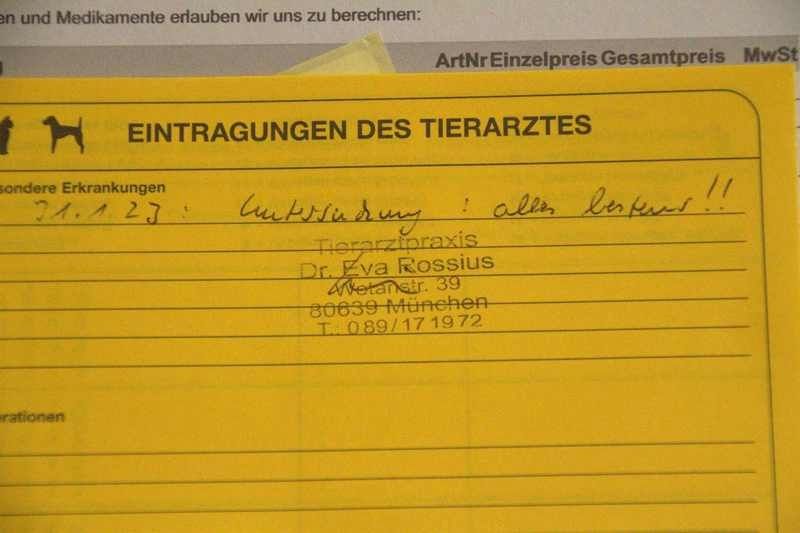 BKH Kitten reinrassig geimpft gechipt entwurmt abzugeben / Zwei Kitten vergeben / Kater noch frei