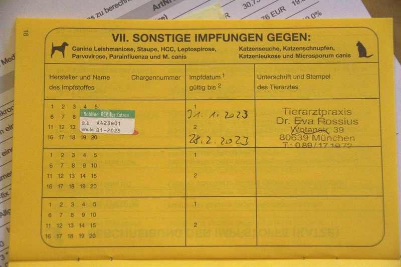 BKH Kitten reinrassig geimpft gechipt entwurmt abzugeben / Zwei Kitten vergeben / Kater noch frei