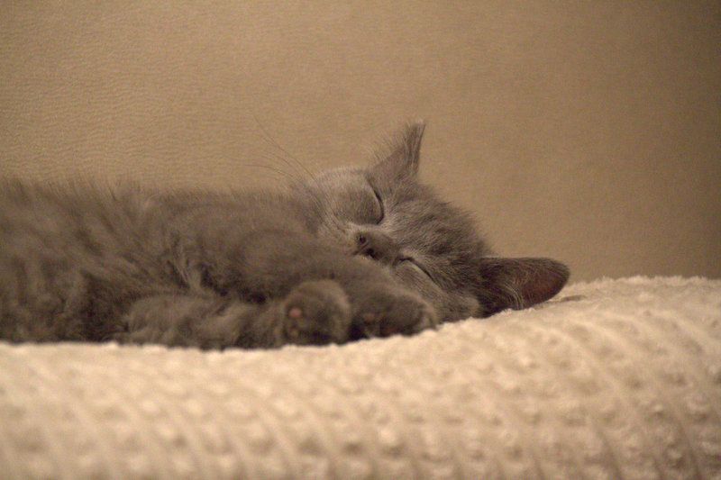 BKH Kitten reinrassig geimpft gechipt entwurmt abzugeben / Zwei Kitten vergeben / Kater noch frei