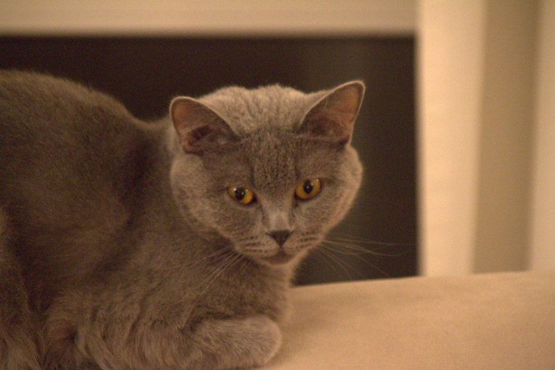 BKH Kitten reinrassig geimpft gechipt entwurmt abzugeben / Zwei Kitten vergeben / Kater noch frei