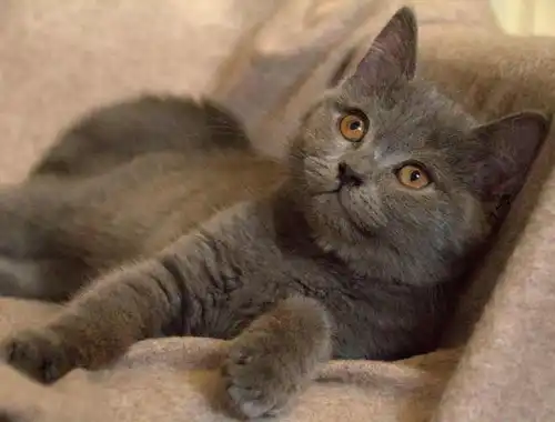 BKH Kitten reinrassig geimpft gechipt entwurmt abzugeben / Zwei Kitten vergeben / Kater noch frei