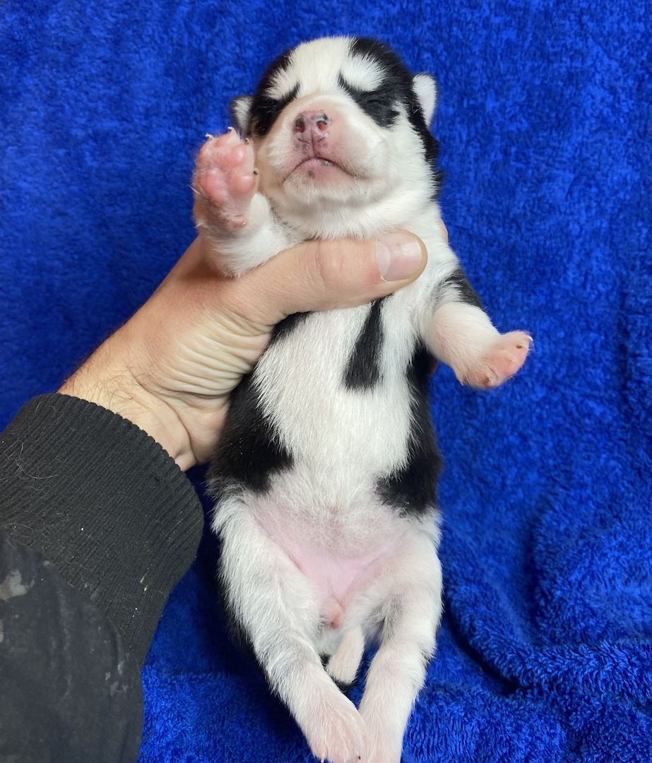 Welpen (puppies) Pomsky