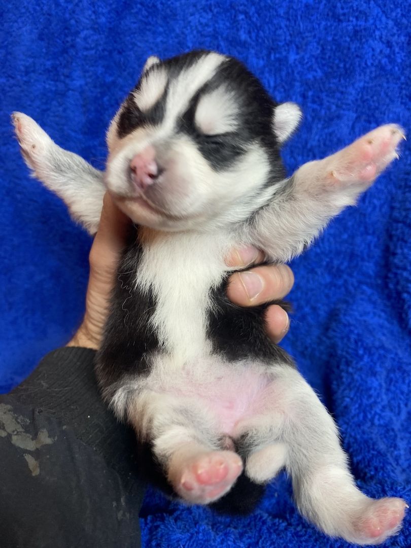 Welpen (puppies) Pomsky