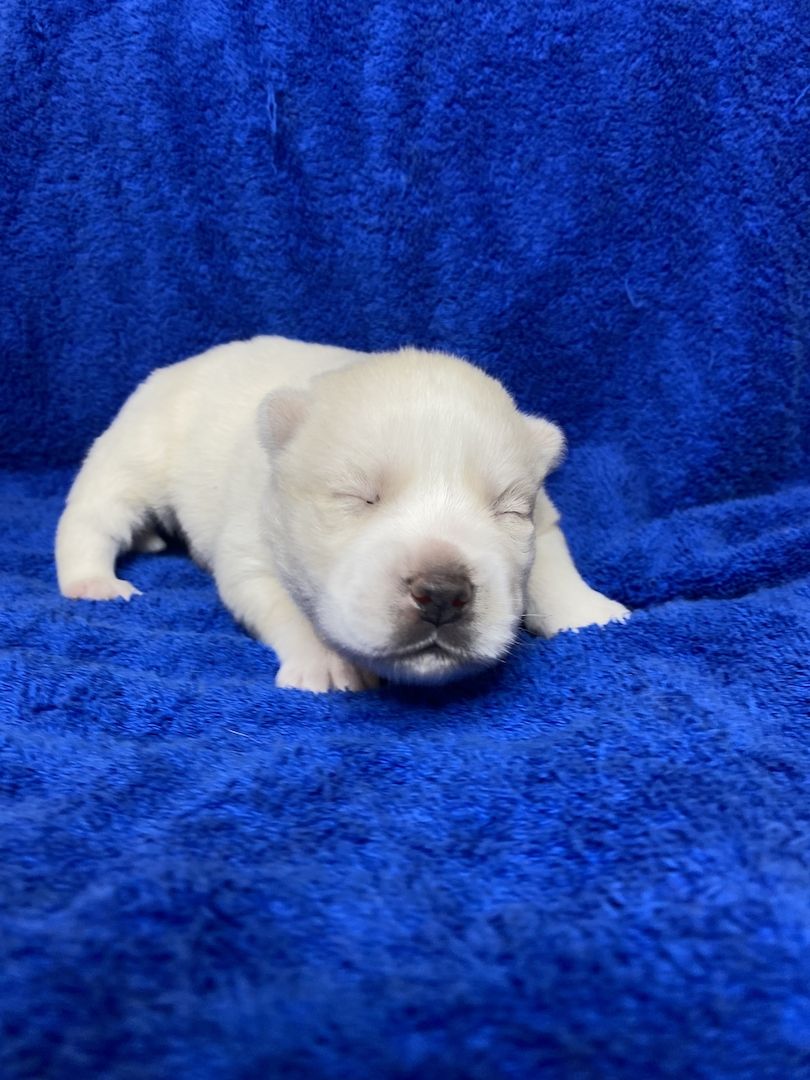 Welpen (puppies) Pomsky