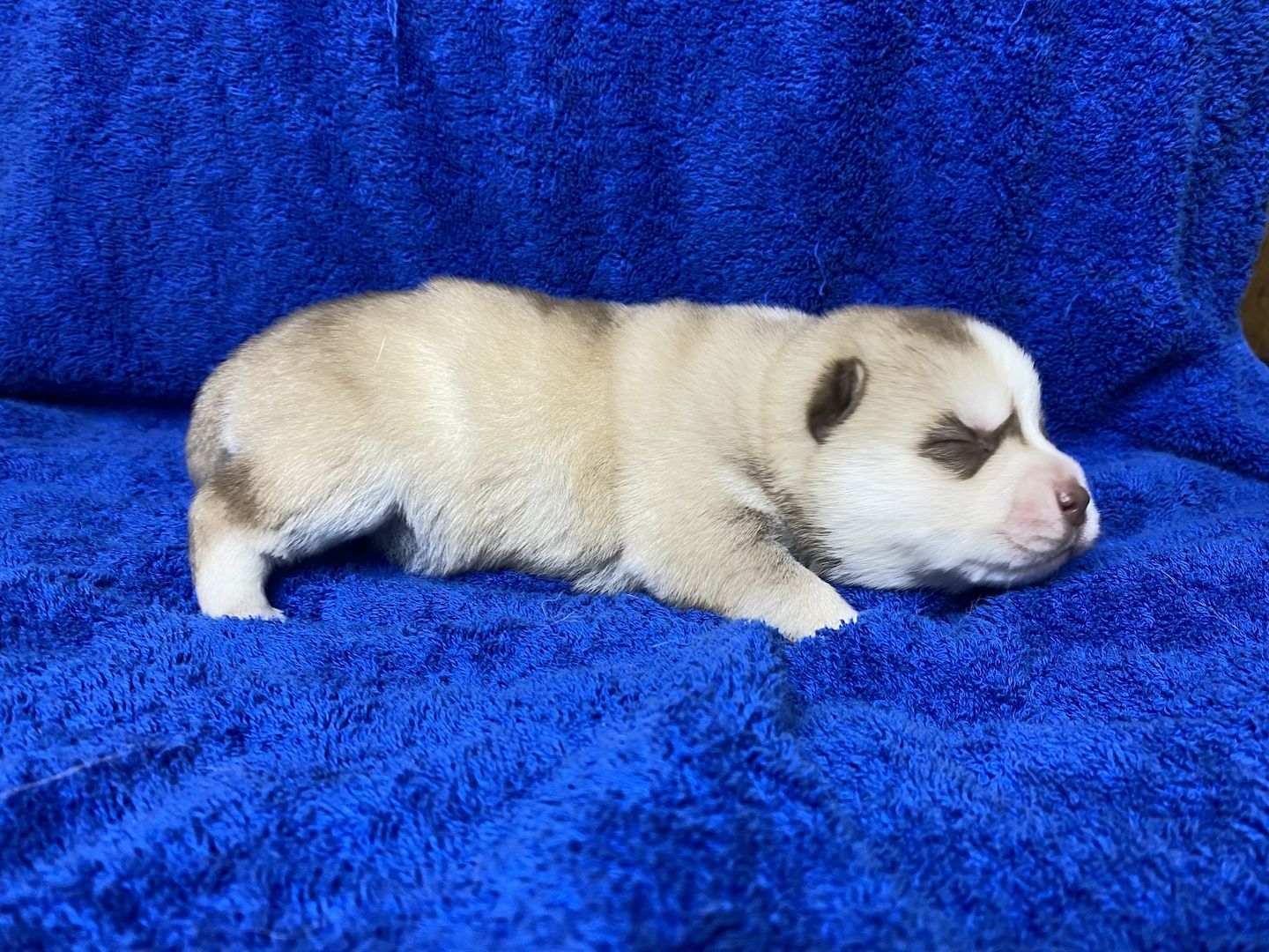 Welpen (puppies) Pomsky