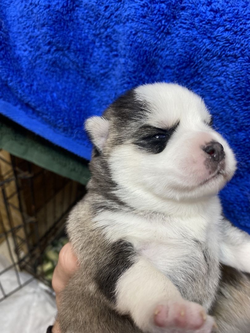 Welpen (puppies) Pomsky