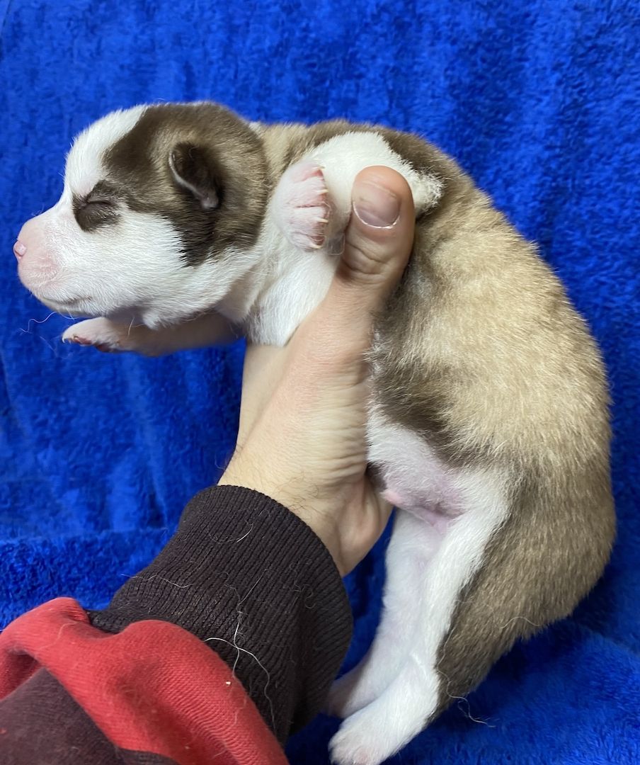 Welpen (puppies) Pomsky