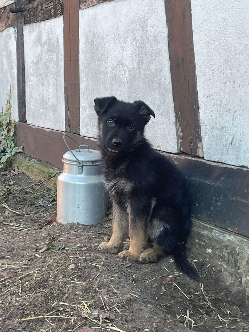 Deutscher Schäferhund welpen Deutscher Schäferhund welpen