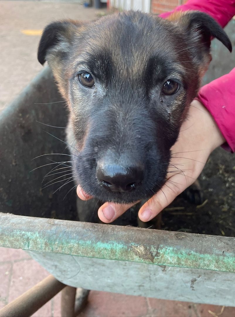 Deutscher Schäferhund welpen Deutscher Schäferhund welpen