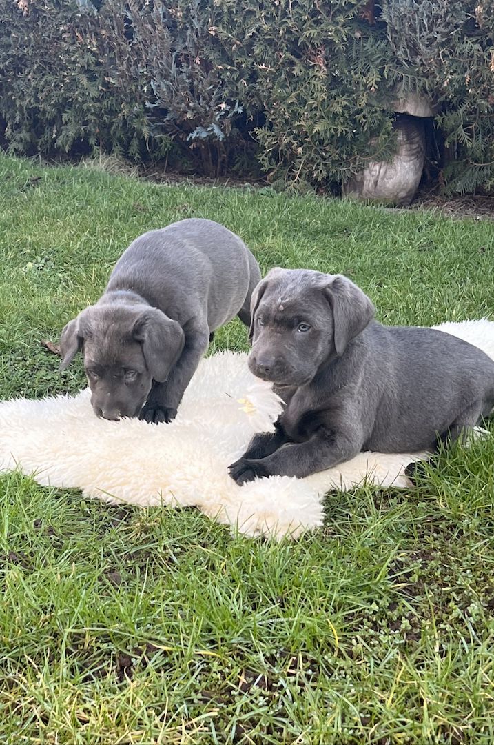 Wunderschöne Labrador Welpen