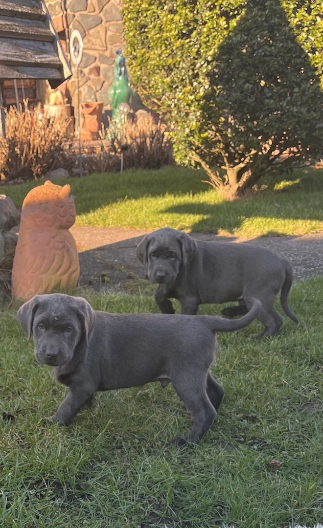 Wunderschöne Labrador Welpen