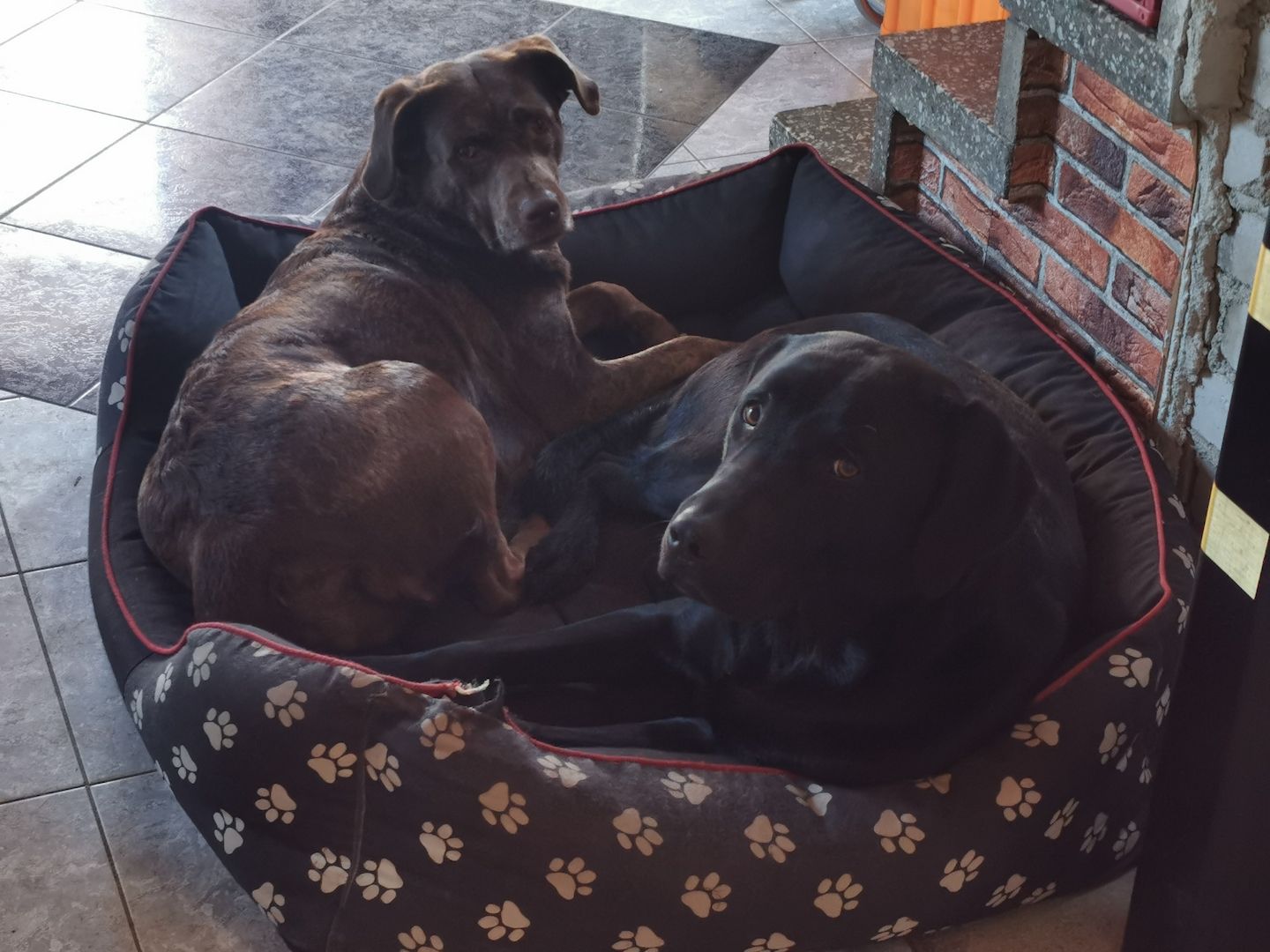 Labrador Welpen merle Labrador Welpen merle