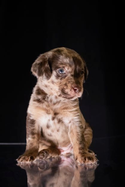 Labrador Welpen merle Labrador Welpen merle