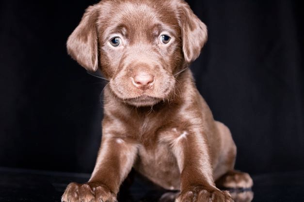 Labrador Welpen merle Labrador Welpen merle