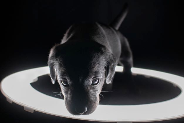 Labrador Welpen merle Labrador Welpen merle