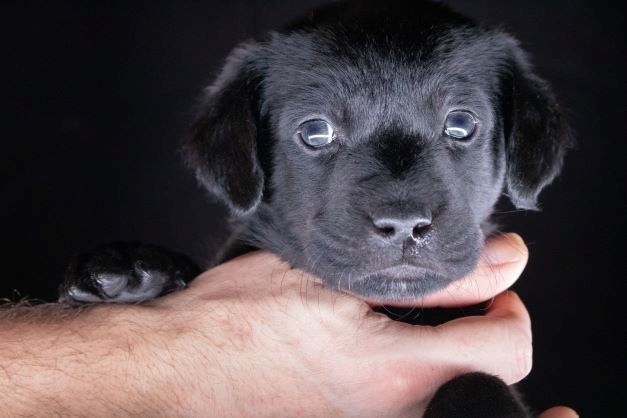 Labrador Welpen merle Labrador Welpen merle