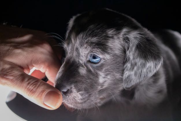 Labrador Welpen merle Labrador Welpen merle