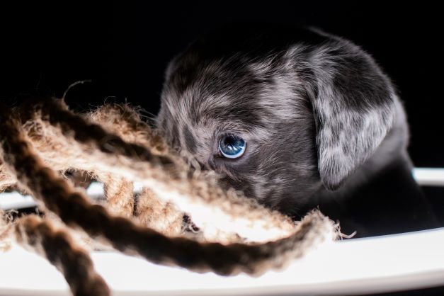Labrador Welpen merle Labrador Welpen merle