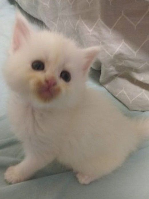 Main coon Kitten reinrassig