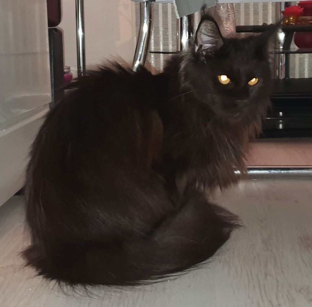 Main coon Kitten reinrassig