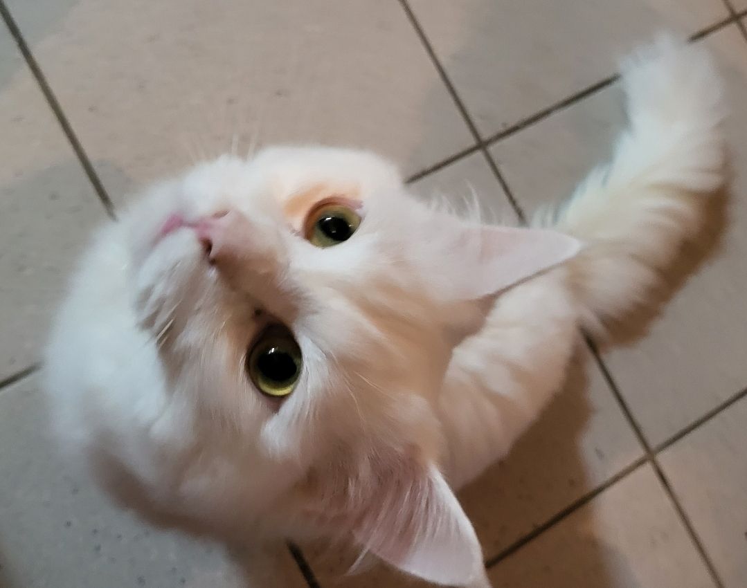 Main coon Kitten reinrassig