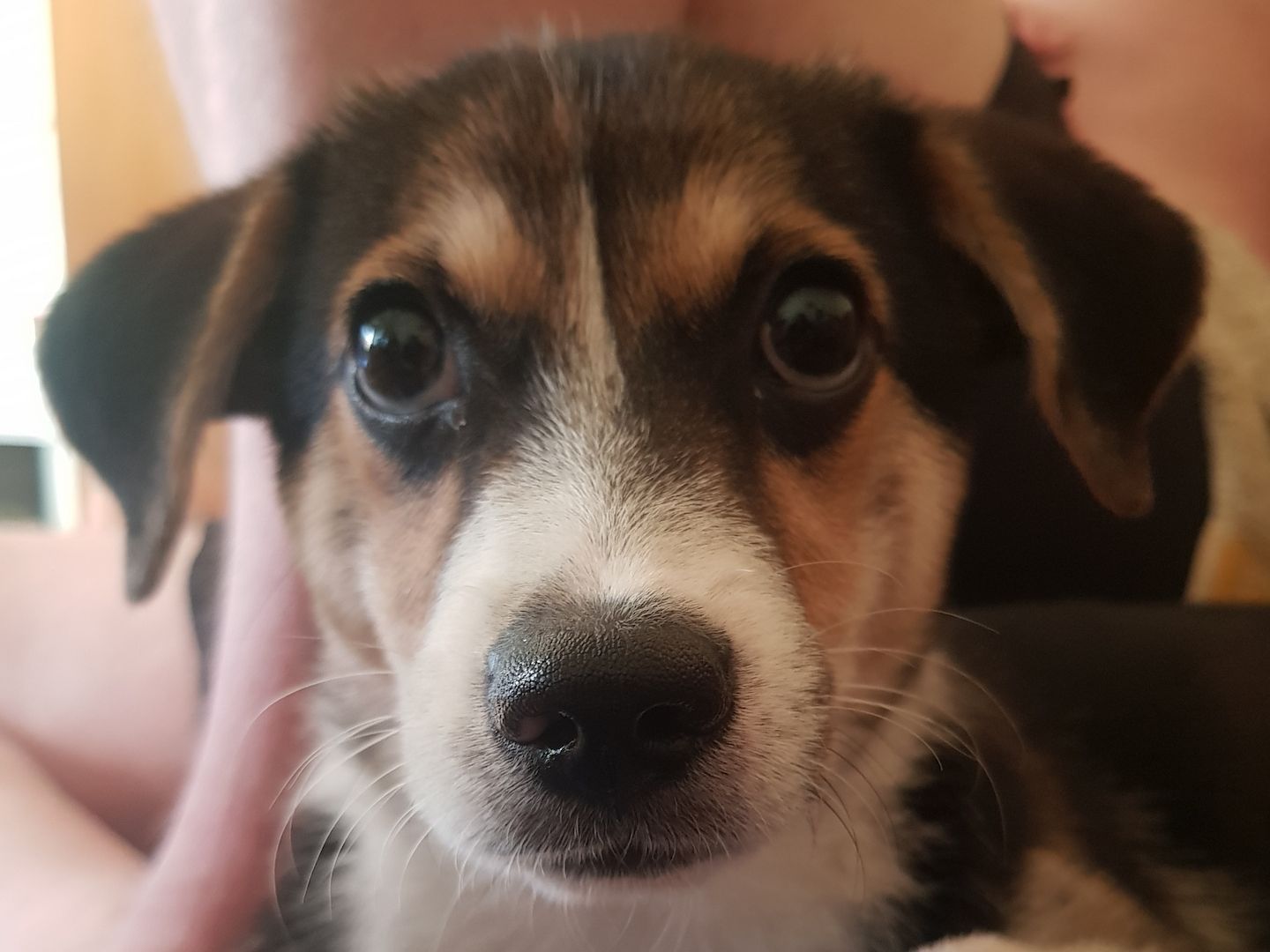 Odin sucht ein liebevolles Zuhause