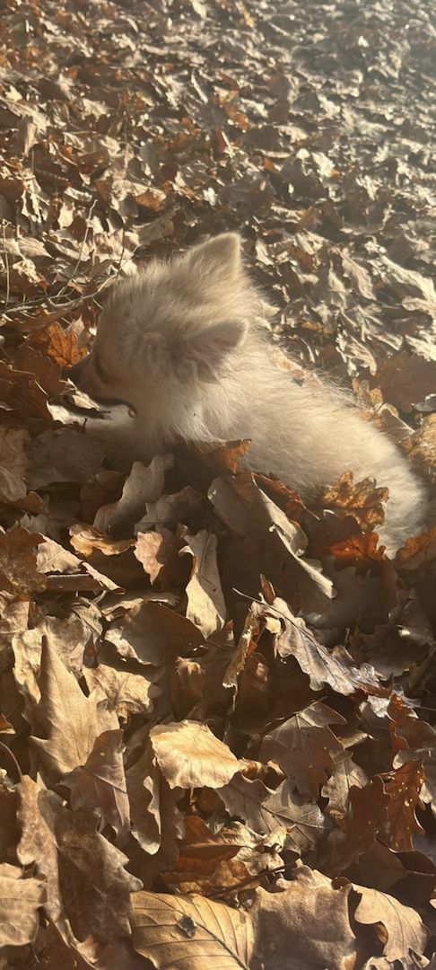 Verkaufe meinen Hund 5 Monate alt. Verkaufe meinen Hund 5 Monate alt.