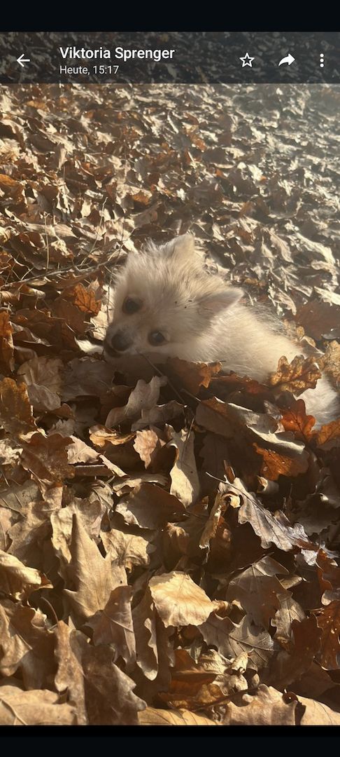 Verkaufe meinen Hund 5 Monate alt. Verkaufe meinen Hund 5 Monate alt.