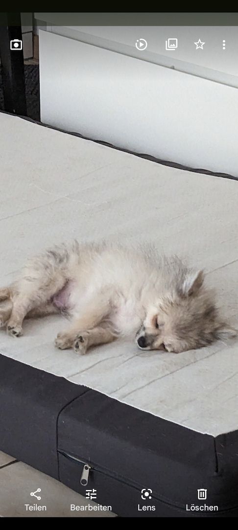 Verkaufe meinen Hund 5 Monate alt. Verkaufe meinen Hund 5 Monate alt.