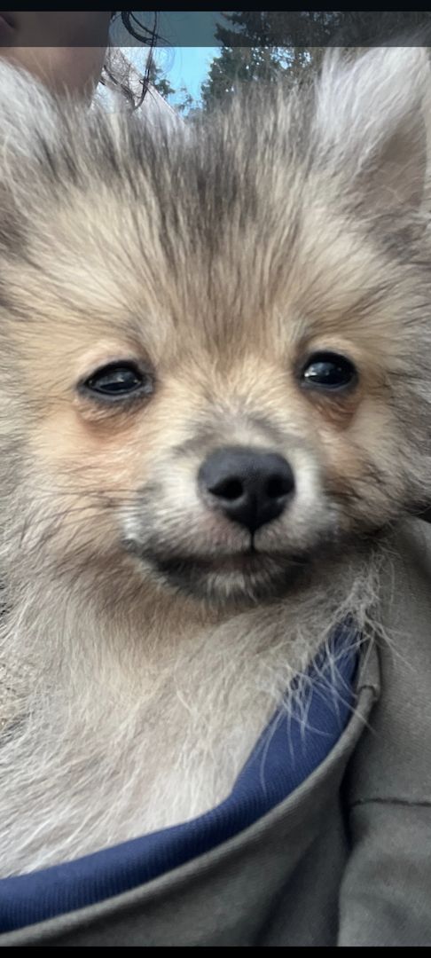 Verkaufe meinen Hund 5 Monate alt. Verkaufe meinen Hund 5 Monate alt.