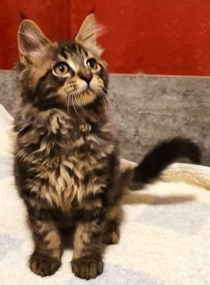 Liebevolle Maine Coon Kitten