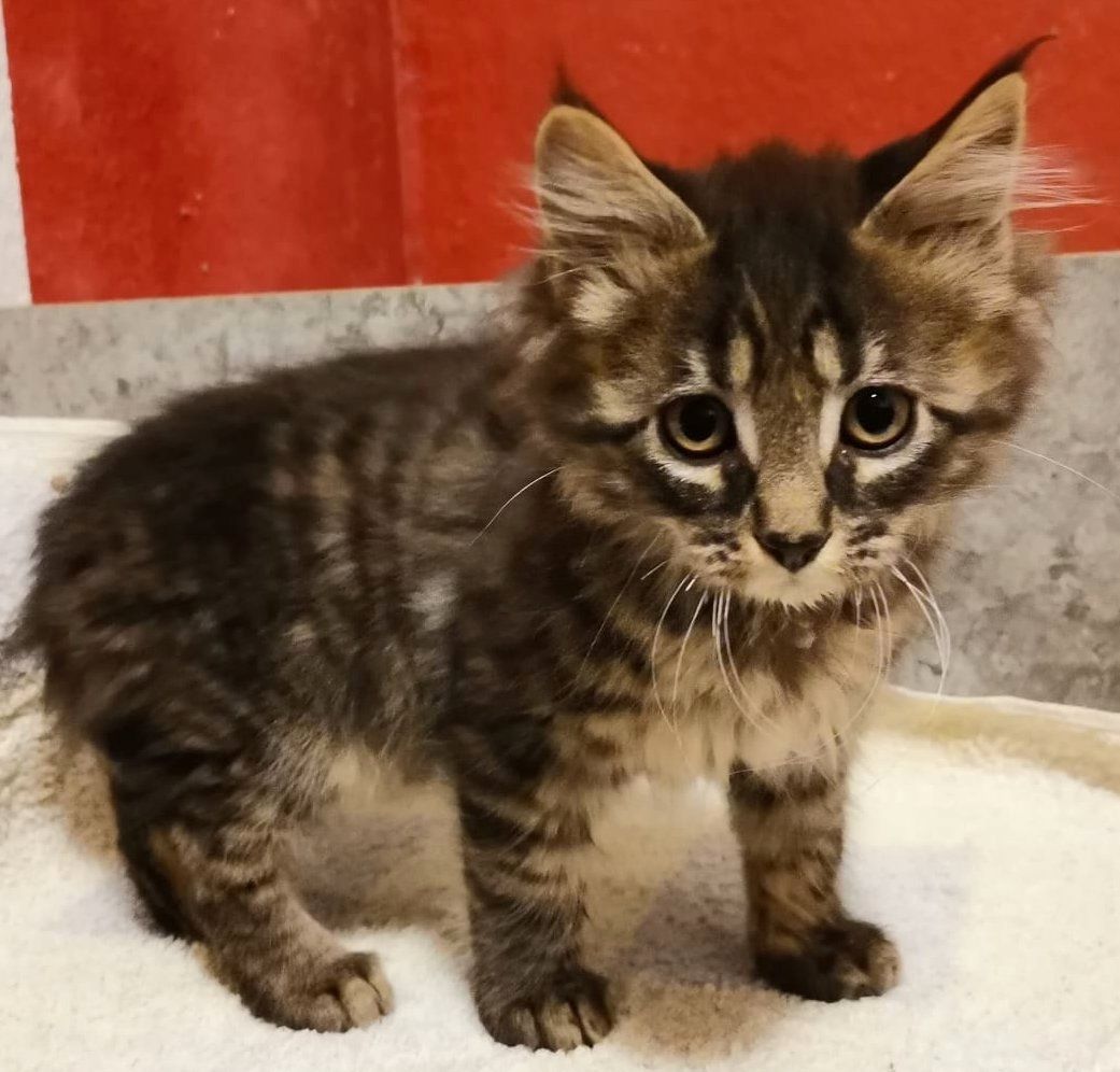 Liebevolle Maine Coon Kitten