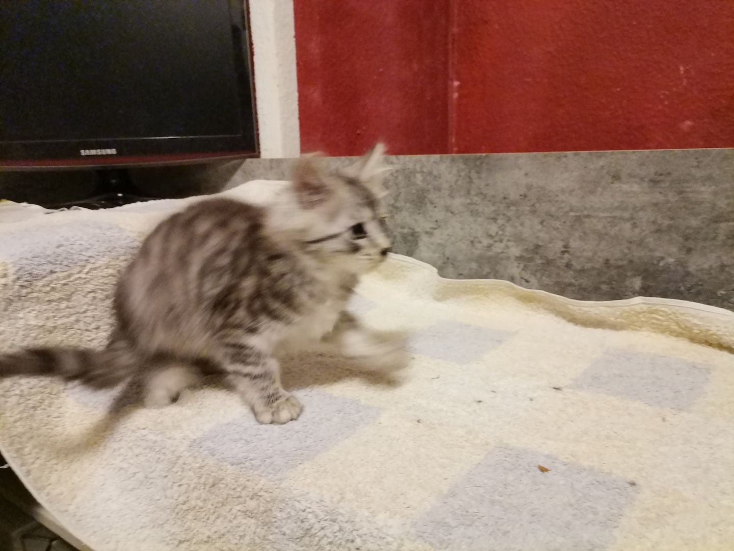 Liebevolle Maine Coon Kitten