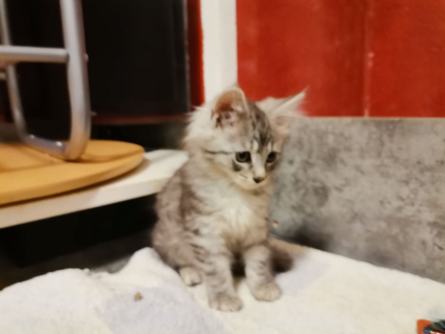 Liebevolle Maine Coon Kitten