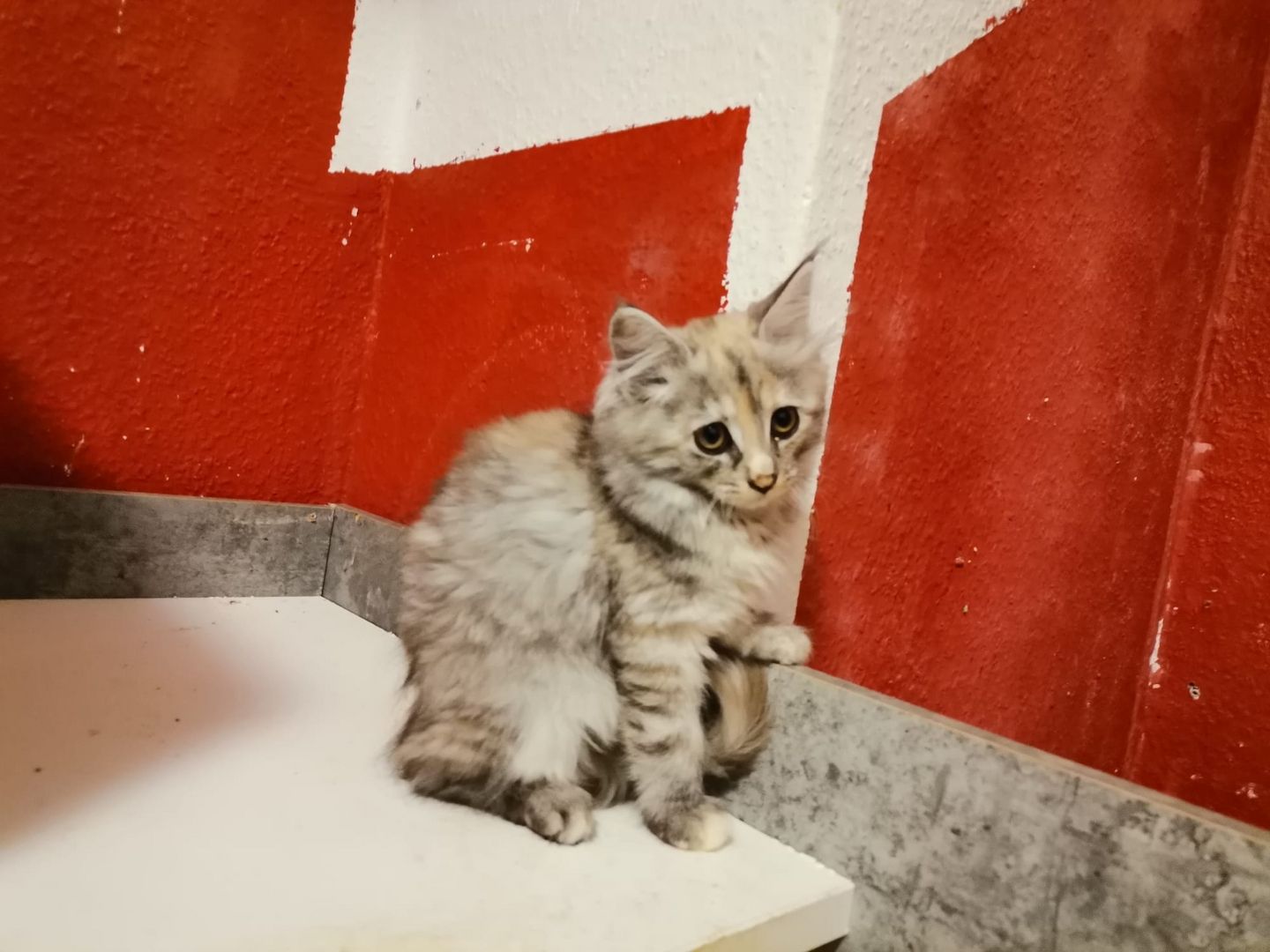 Liebevolle Maine Coon Kitten