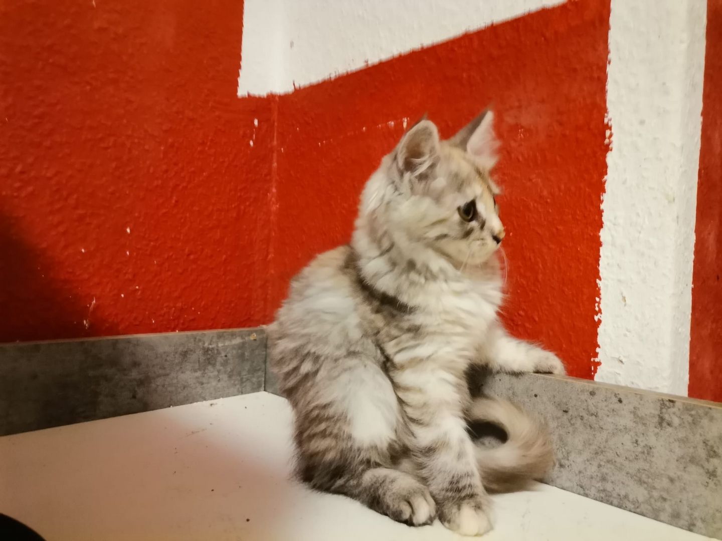 Liebevolle Maine Coon Kitten