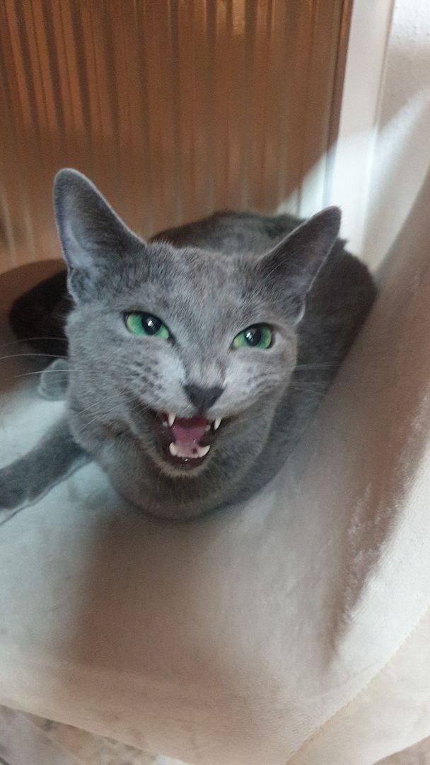Russisch Blau Kitten mit Stammbaum Russisch Blau Kitten mit Stammbaum