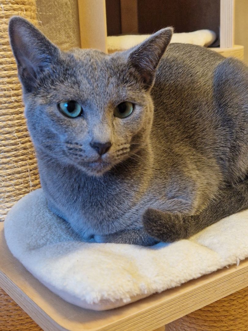 Russisch Blau Kitten mit Stammbaum Russisch Blau Kitten mit Stammbaum