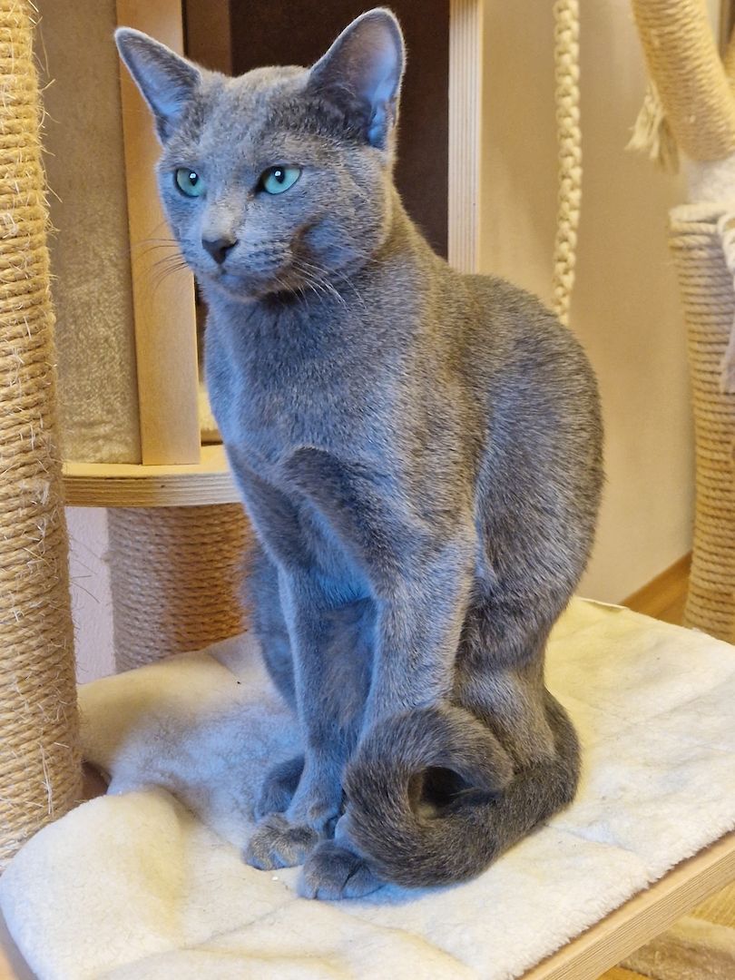 Russisch Blau Kitten mit Stammbaum Russisch Blau Kitten mit Stammbaum