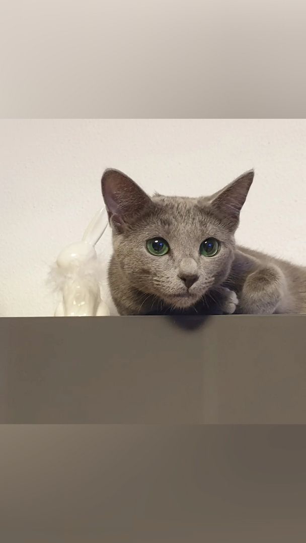 Russisch Blau Kitten mit Stammbaum Russisch Blau Kitten mit Stammbaum