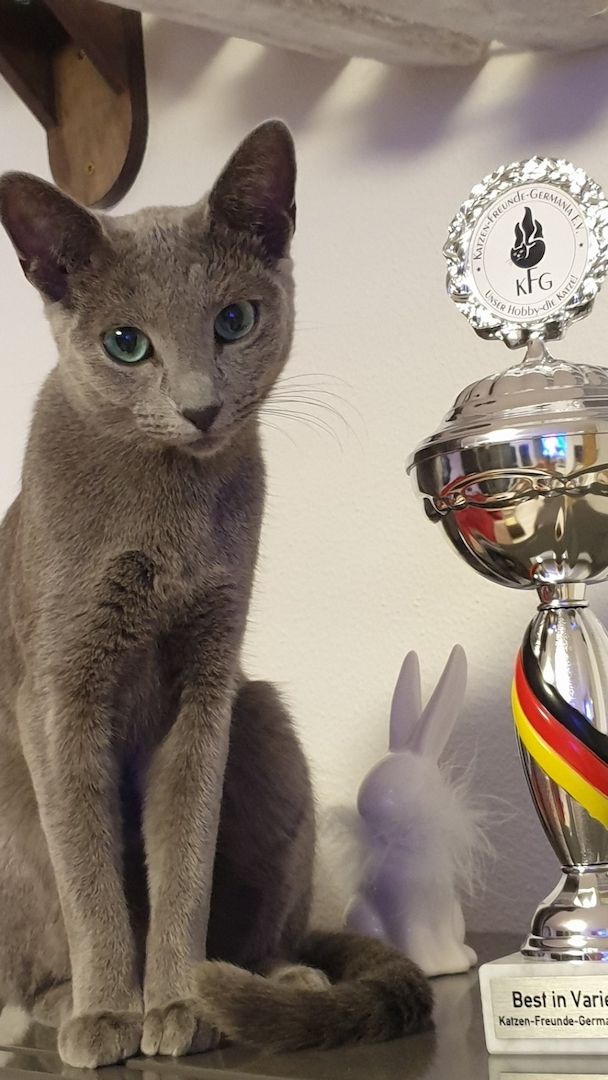 Russisch Blau Kitten mit Stammbaum Russisch Blau Kitten mit Stammbaum