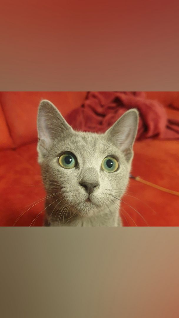 Russisch Blau Kitten mit Stammbaum Russisch Blau Kitten mit Stammbaum
