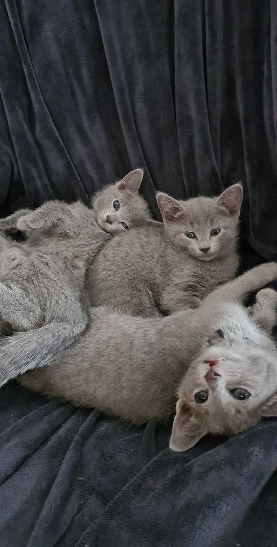 Russisch Blau Kitten mit Stammbaum Russisch Blau Kitten mit Stammbaum